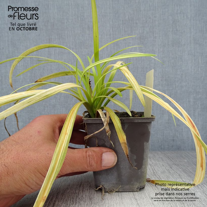 Spécimen de Liriope muscari Big Blue Godet de 8/9 cm tel que livré en automne