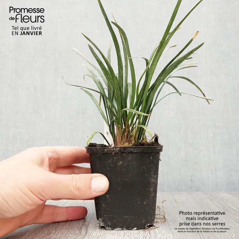 Spécimen de Liriope muscari Big Blue Godet de 8/9 cm tel que livré en hiver
