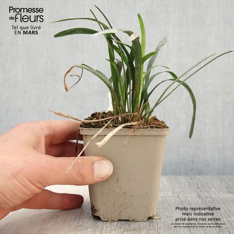 Amostra de Líriope muscari Big Blue Vaso de 8/9 cm tal como entregue na primavera