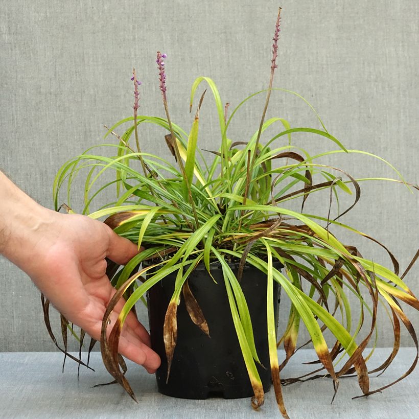 Spécimen de Liriope muscari Big Blue Pot de 2L/3L tel que livré en automne