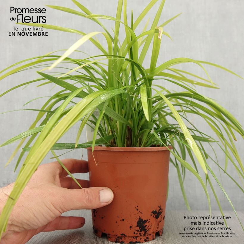 Spécimen de Liriope muscari Evergreen Giant Pot de 1L/1,5L tel que livré en automne