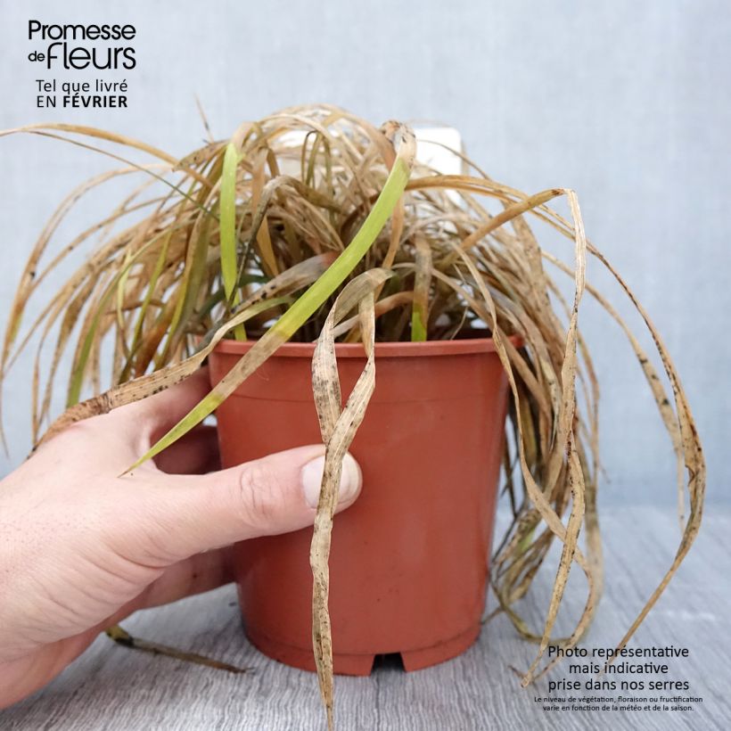 Spécimen de Liriope muscari Evergreen Giant Pot de 1L/1,5L tel que livré en hiver