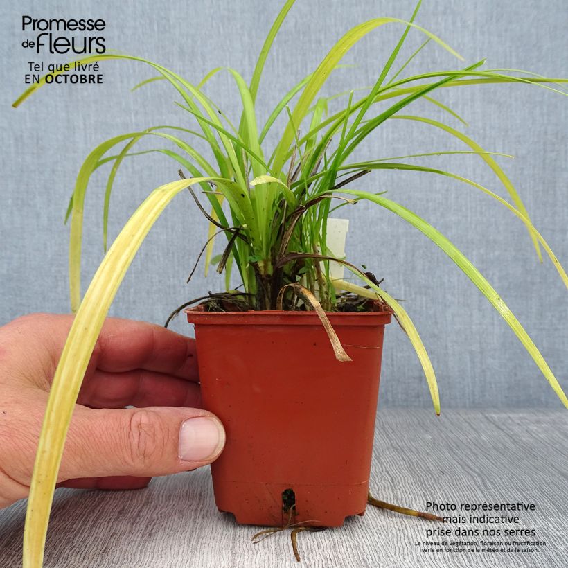 Spécimen de Liriope muscari Evergreen Giant Godet de 8/9 cm tel que livré en automne