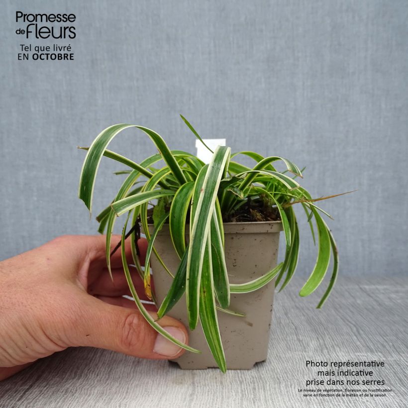 Spécimen de Liriope muscari Gold Banded Godet de 8/9 cm tel que livré en automne