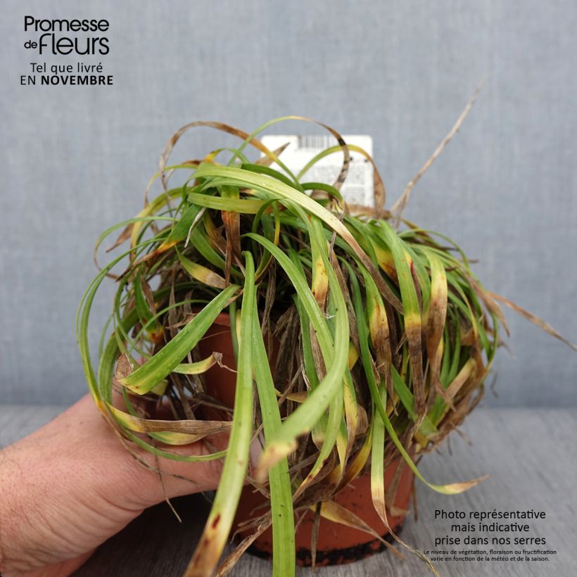 Spécimen de Liriope muscari Ingwersen Pot de 1L/1,5L tel que livré en automne
