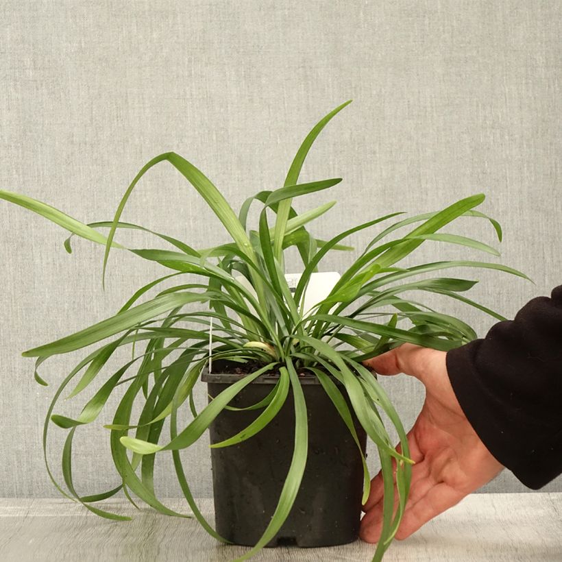 Spécimen de Liriope muscari Monroe White  Pot de 2L/3L tel que livré en automne