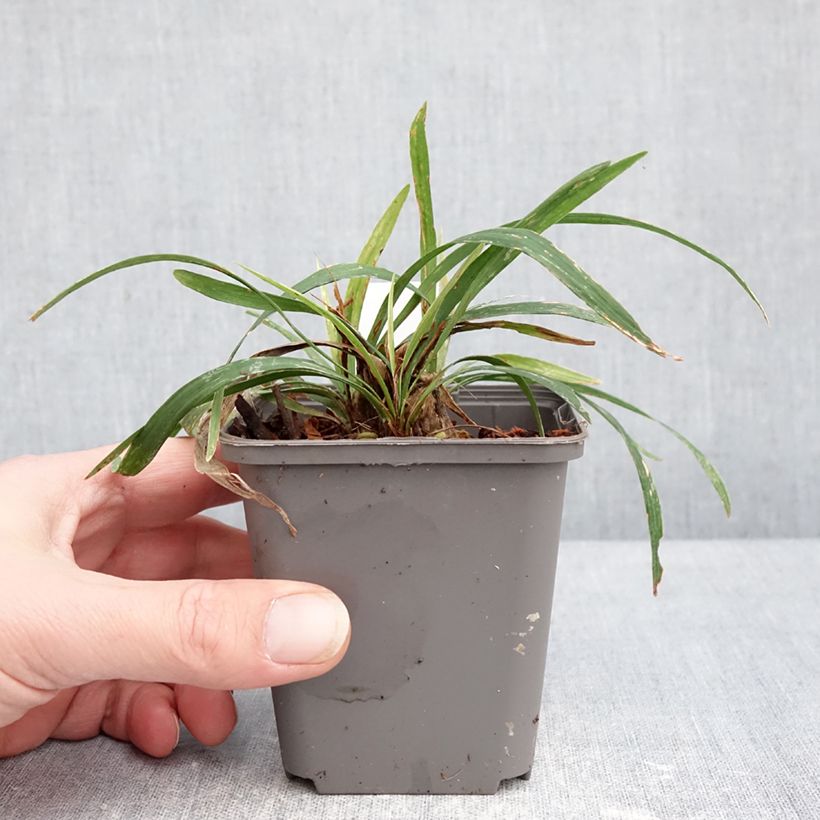 Spécimen de Liriope muscari Okina Godet de 8/9 cm tel que livré en hiver