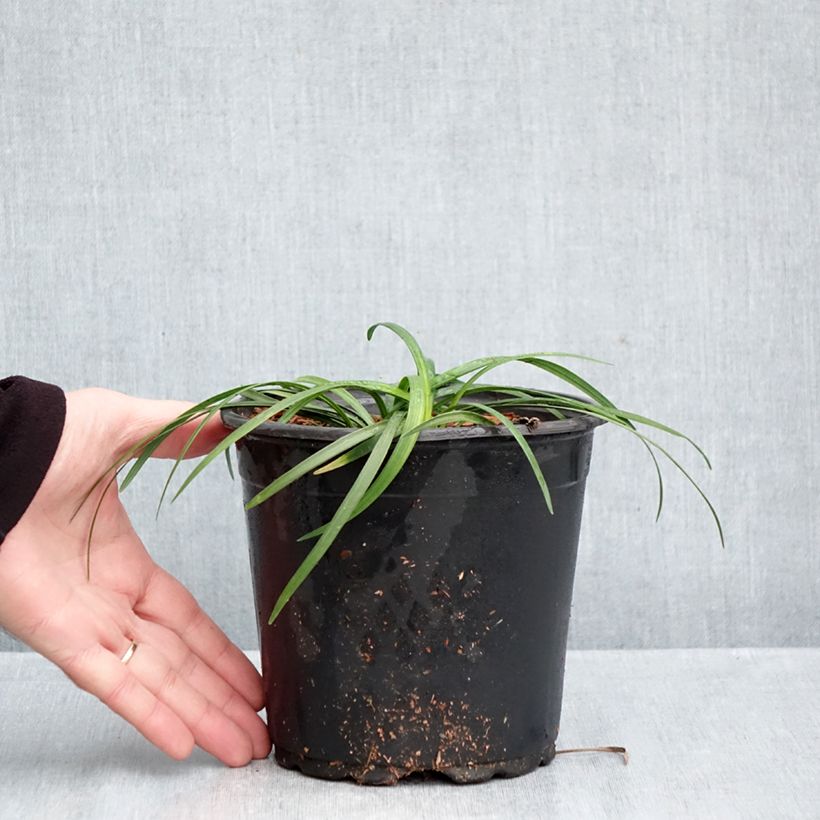 Spécimen de Liriope muscari Pot de 2L/3L tel que livré en automne