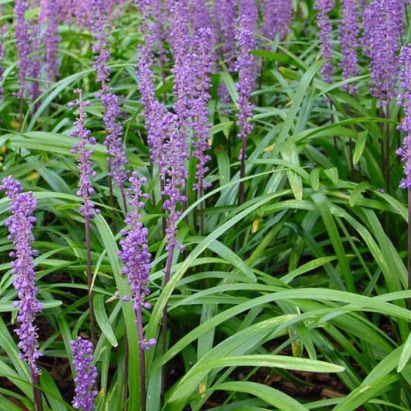 Liriope muscari Royal Purple (Feuillage)