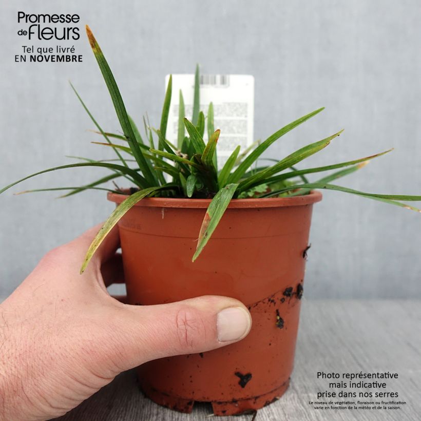 Spécimen de Liriope muscari Royal Purple Pot de 1L/1,5L tel que livré en automne