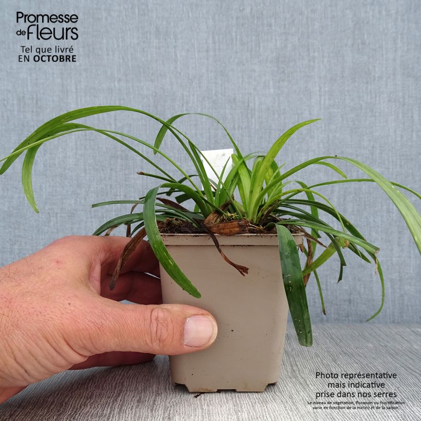 Spécimen de Liriope muscari Royal Purple Godet de 8/9 cm tel que livré en automne