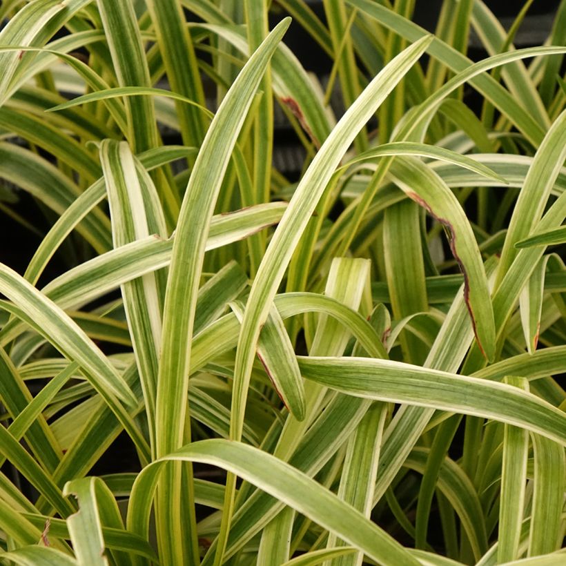 Liriope muscari Silvery Sunproof (Feuillage)