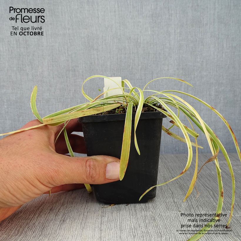 Spécimen de Liriope muscari Variegata Godet de 8/9 cm tel que livré en automne
