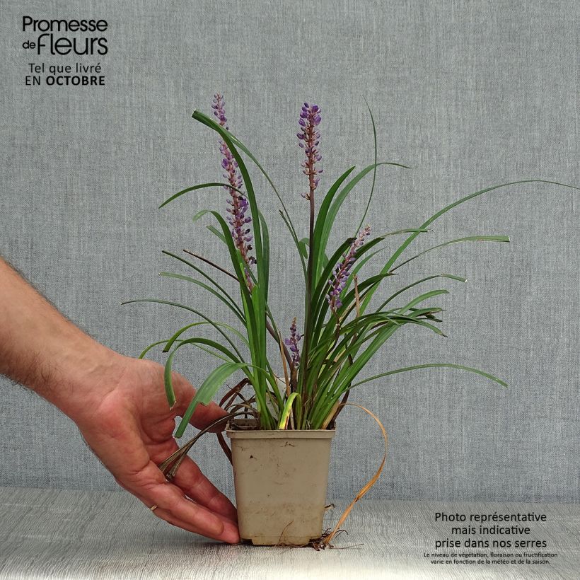 Spécimen de Liriope Super Blue Godet de 8/9 cm tel que livré en automne