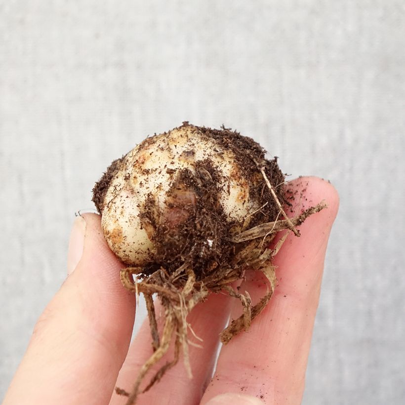 Spécimen de Lis asiatique double Bald Eagle Bulbe calibre 16/18 tel que livré au printemps