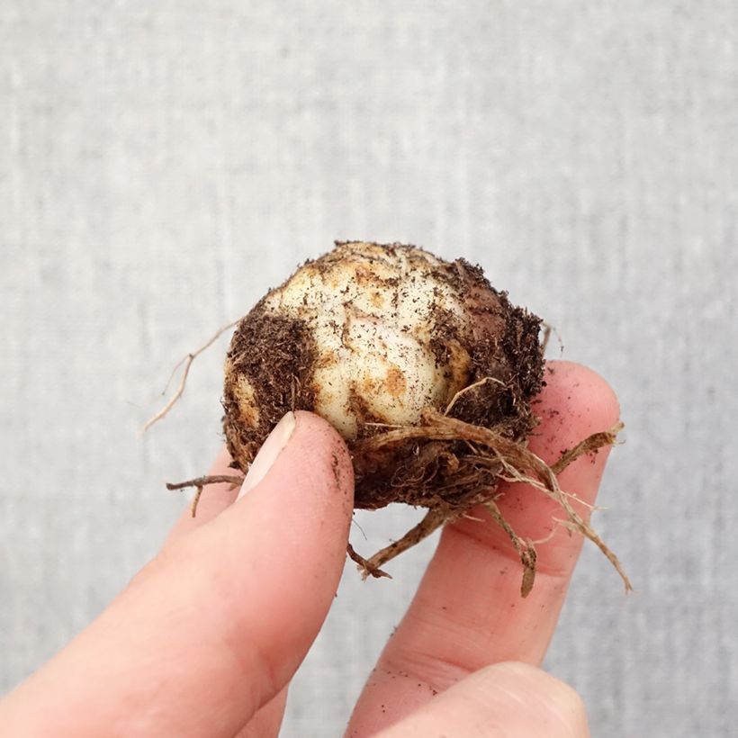 Spécimen de Lis asiatique double Fata Morgana Bulbe calibre 16/18 tel que livré au printemps