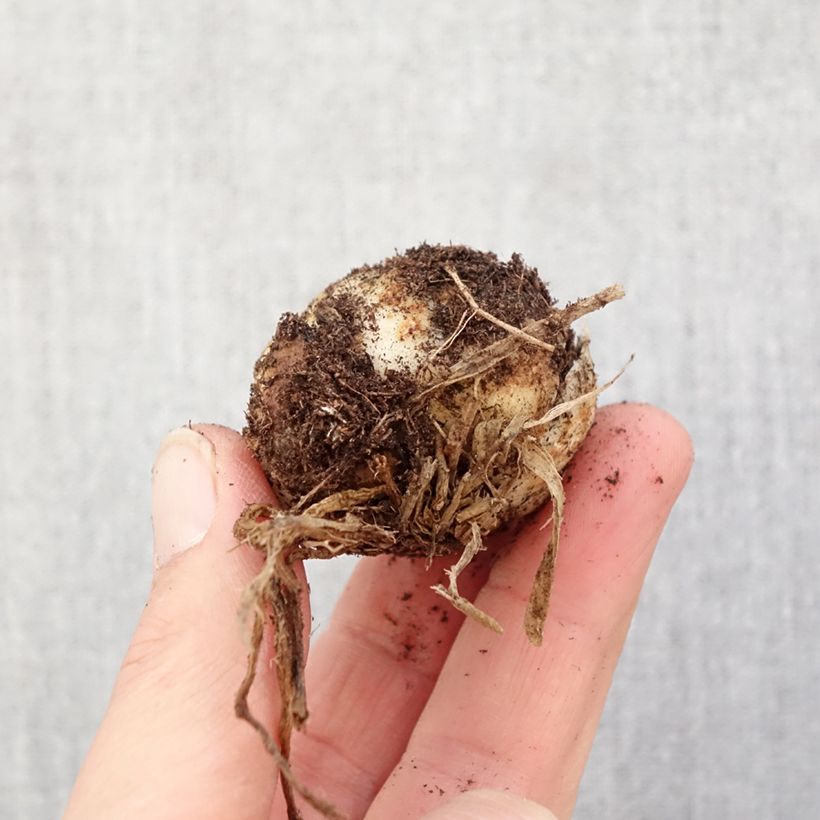 Spécimen de Lis asiatique double Hulk Bulbe calibre 16/18 tel que livré au printemps