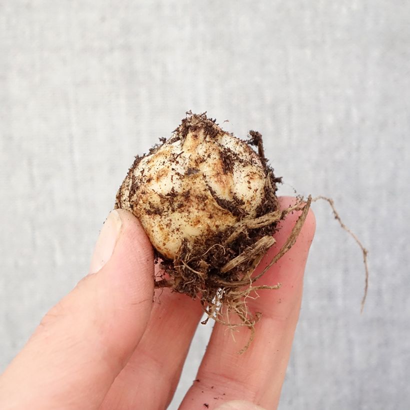 Spécimen de Lis asiatique Heartstrings Bulbe calibre 16/18 tel que livré au printemps