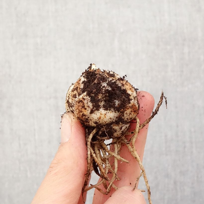 Spécimen de Lis asiatique Sweet Surrender Bulbe calibre 14/16 tel que livré au printemps