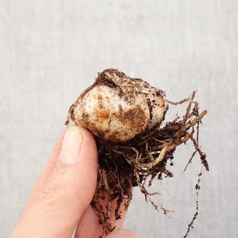 Spécimen de Lis asiatique Tresor Bulbe calibre 14/16 tel que livré au printemps