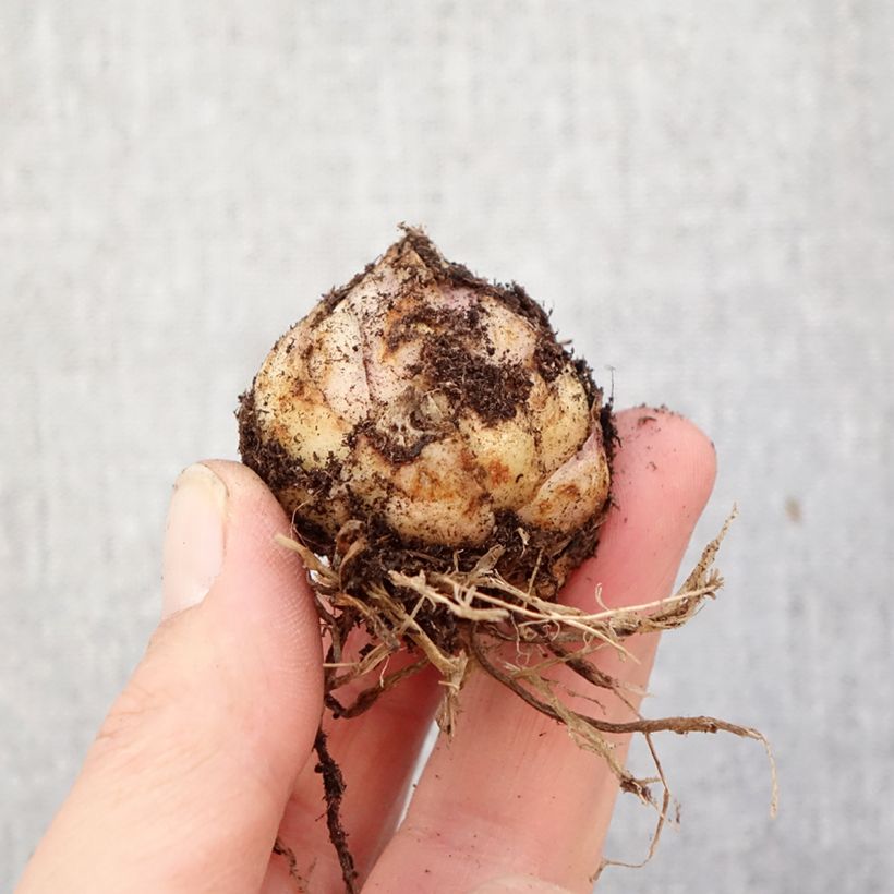 Spécimen de Lis asiatique Tribal Dance Bulbe calibre 16/18 tel que livré au printemps