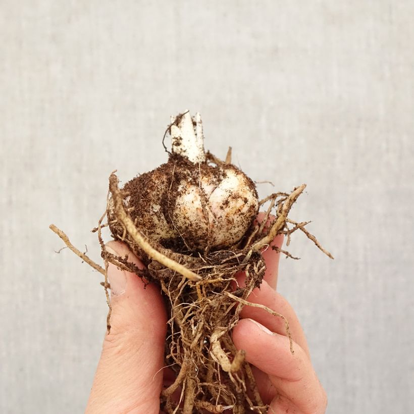 Spécimen de Lis hybride Calabria Bulbe calibre 14/16 tel que livré au printemps