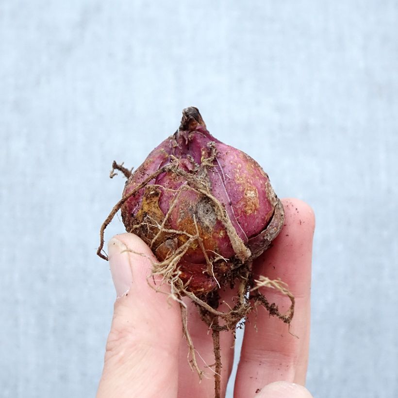 Spécimen de Lis hybride Catina (Oriental/Trompette) Bulbe calibre 16/18 tel que livré au printemps