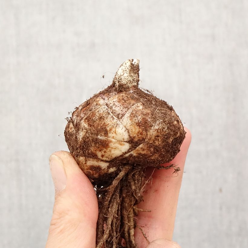 Spécimen de Lis hybride Crosscourt Butterfly Luna (Groupe Longiflorum/Asiatique) Bulbe calibre 18/20 tel que livré au printemps