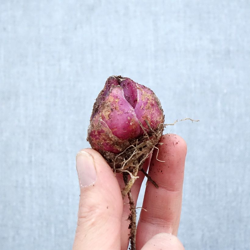 Spécimen de Lis hybride Orfeo Bulbe calibre 16/18 tel que livré au printemps