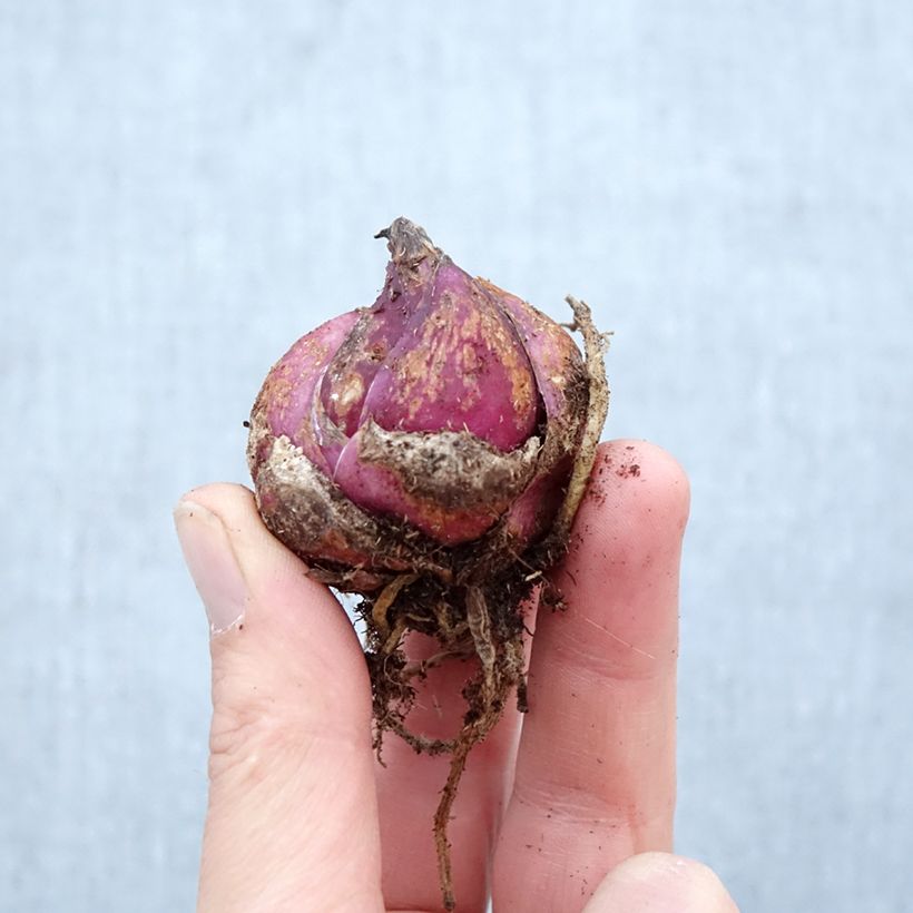 Spécimen de Lis hybride oriental - Lilium Casablanca  Bulbe calibre 16/18 tel que livré au printemps