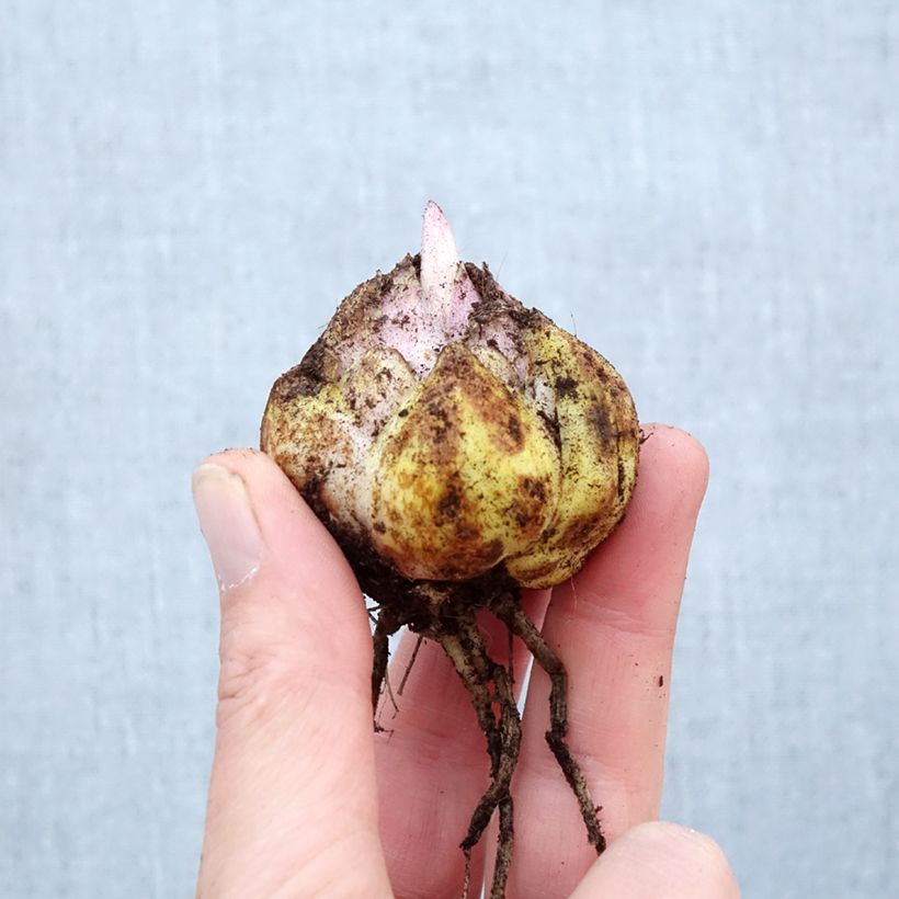 Spécimen de Lis oriental Mistero Bulbe calibre 16/18 tel que livré au printemps