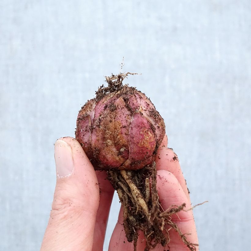 Spécimen de Lis oriental Roselily Elena Bulbe calibre 16/18 tel que livré au printemps