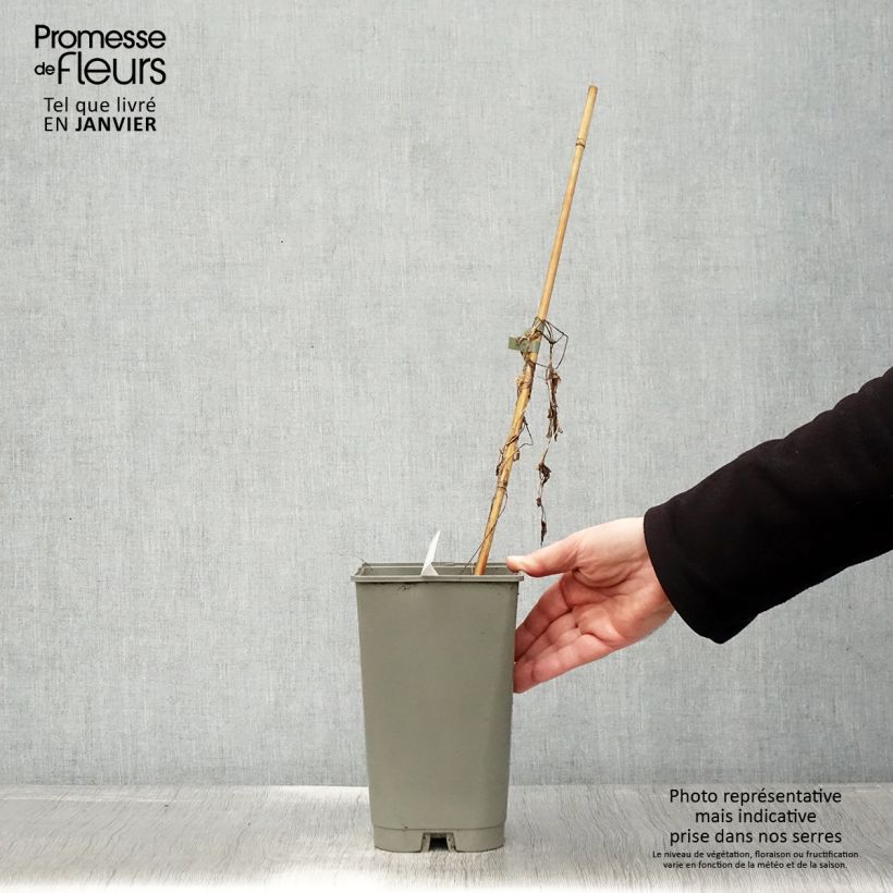 Spécimen de Liseron du Japon grimpant Flore Pleno - Calystegia hederacea Pot de 2L/3L tel que livré en hiver