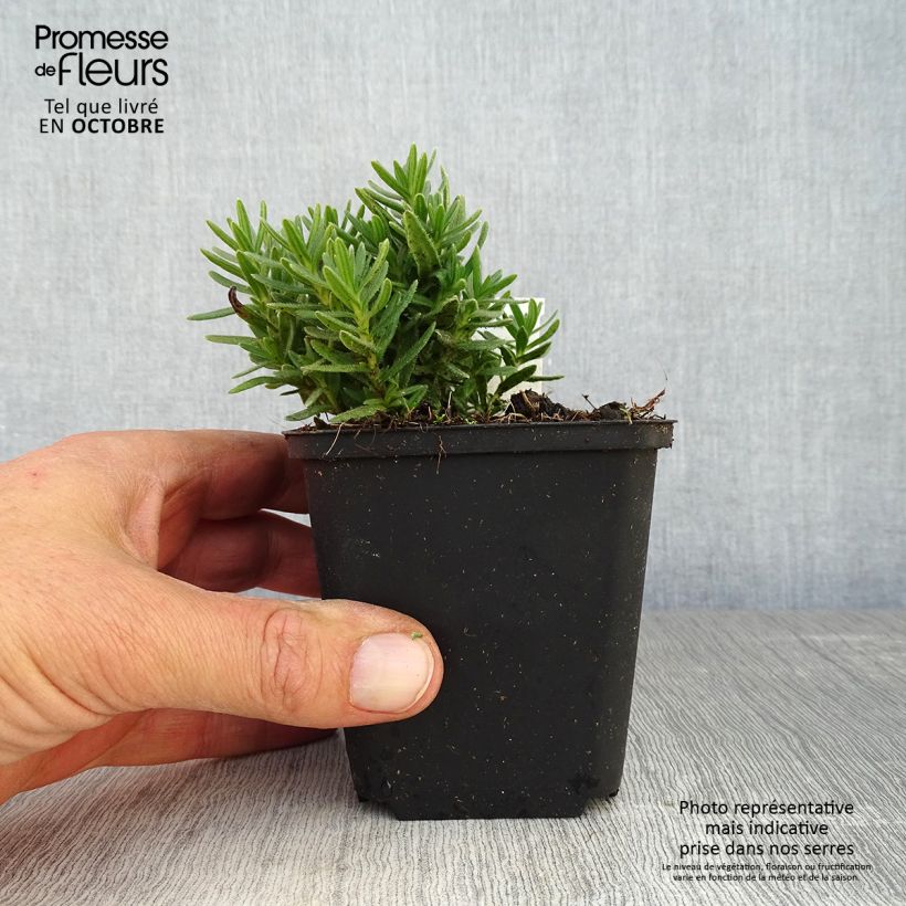 Spécimen de Lithodora diffusa Alba - Grémil blanc Godet de 8/9 cm tel que livré en automne