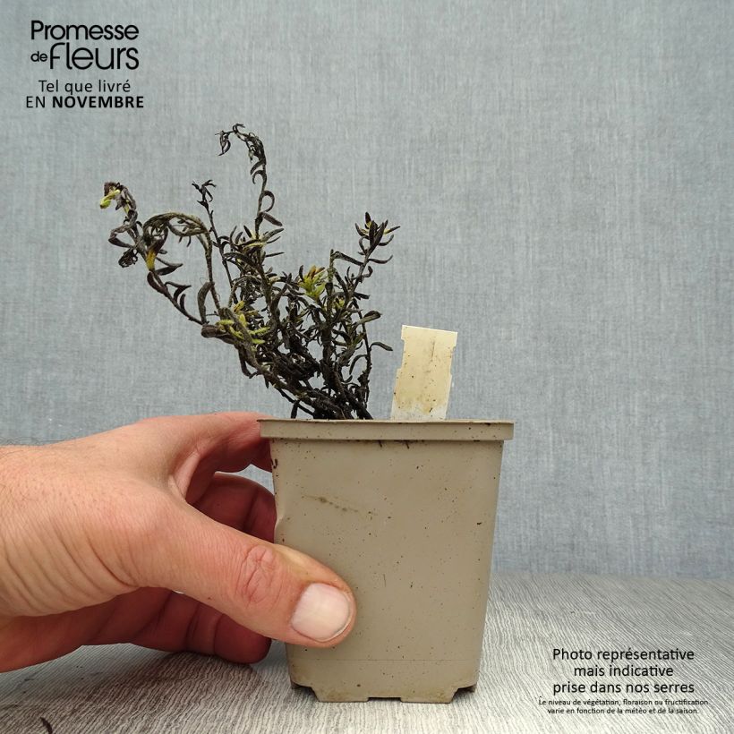 Spécimen de Lithodora diffusa Cambridge Blue - Grémil diffus Godet de 8/9 cm tel que livré en automne