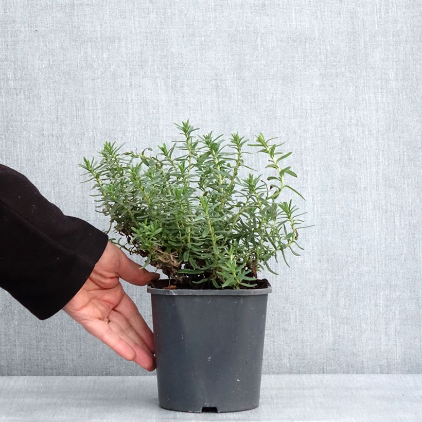 Spécimen de Lithodora diffusa Heavenly Blue - Grémil diffus Pot de 2L/3L tel que livré en hiver