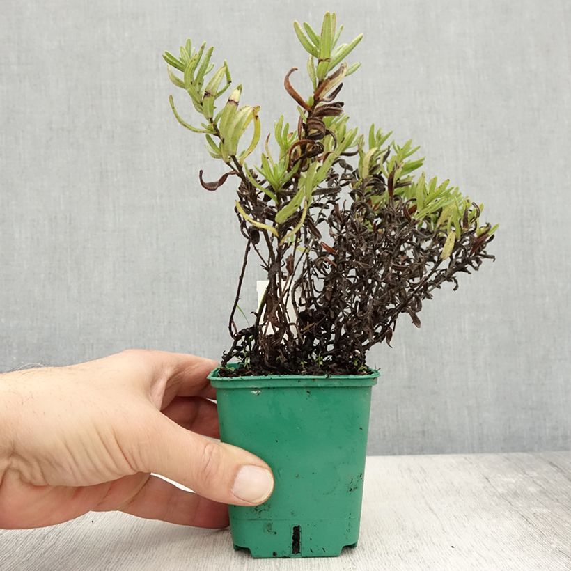 Spécimen de Lithodora diffusa Heavenly Blue - Grémil diffus Godet de 8/9 cm tel que livré en automne