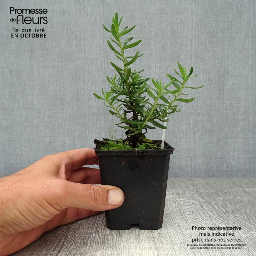 Spécimen de Lithodora diffusa Star - Grémil diffus Godet de 8/9 cm tel que livré en automne