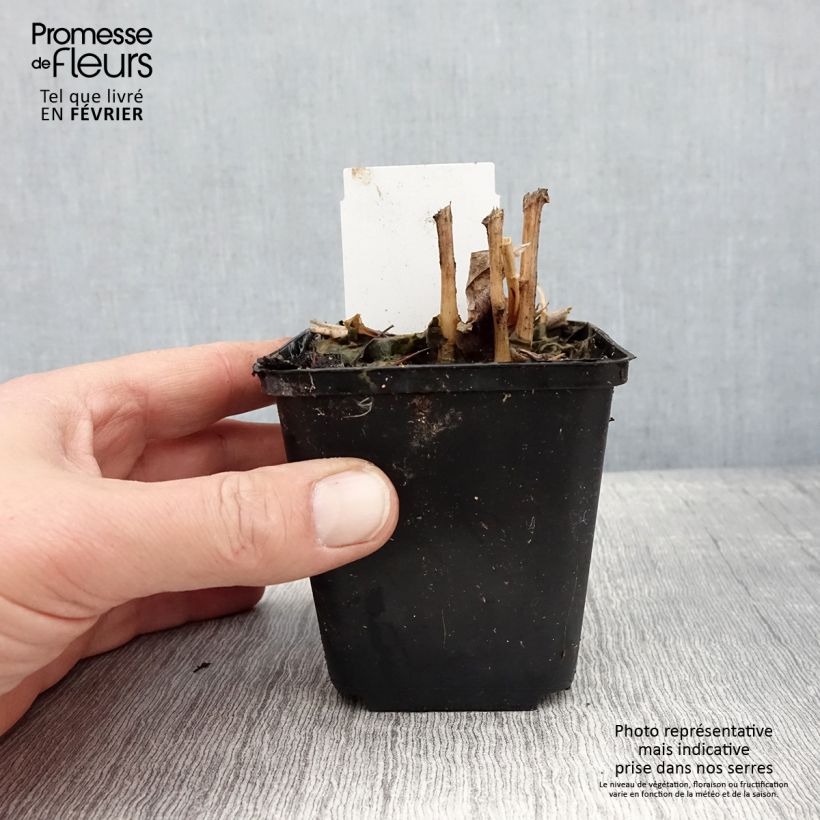 Spécimen de Lobelia cardinalis - Lobélie cardinale Godet de 8/9 cm tel que livré en hiver