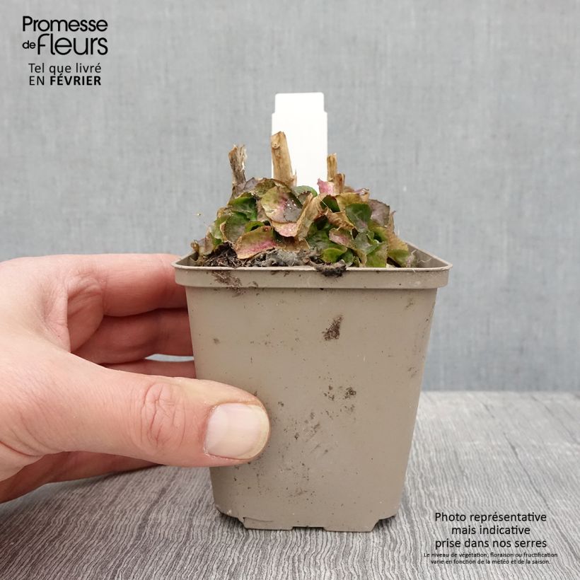 Spécimen de Lobelia Hybride Monet Moment Godet de 8/9 cm tel que livré en hiver