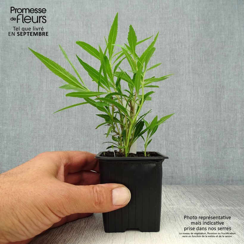 Spécimen de Lobelia laxiflora Godet de 8/9 cm tel que livré en automne