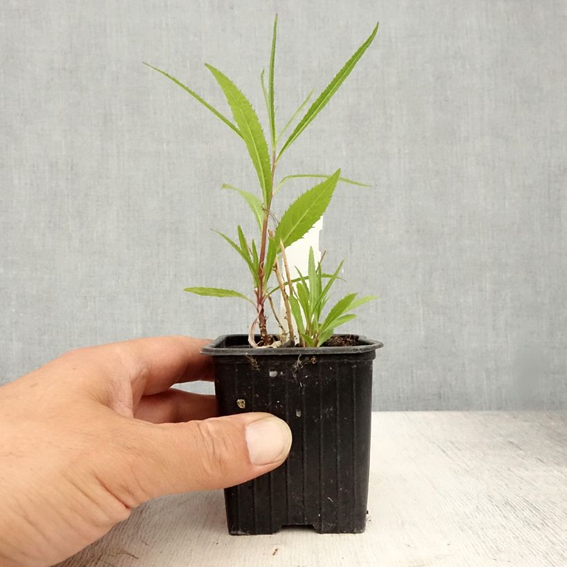 Spécimen de Lobelia laxiflora Godet de 8/9 cm tel que livré en été