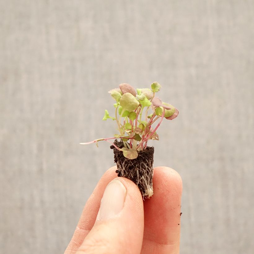 Spécimen de Lobélia pendula Regatta en mélange Mini-motte Ø 1,5/2,5 cm tel que livré au printemps