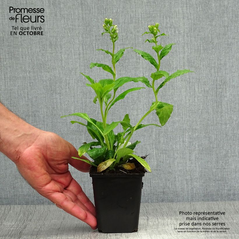 Spécimen de Lobelia siphilitica - Lobélie Godet de 8/9 cm tel que livré en automne