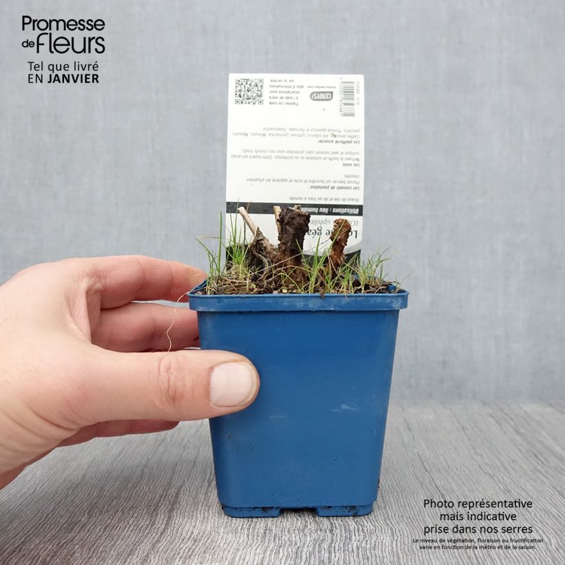 Spécimen de Lobelia siphilitica - Lobélie Godet de 8/9 cm tel que livré en hiver