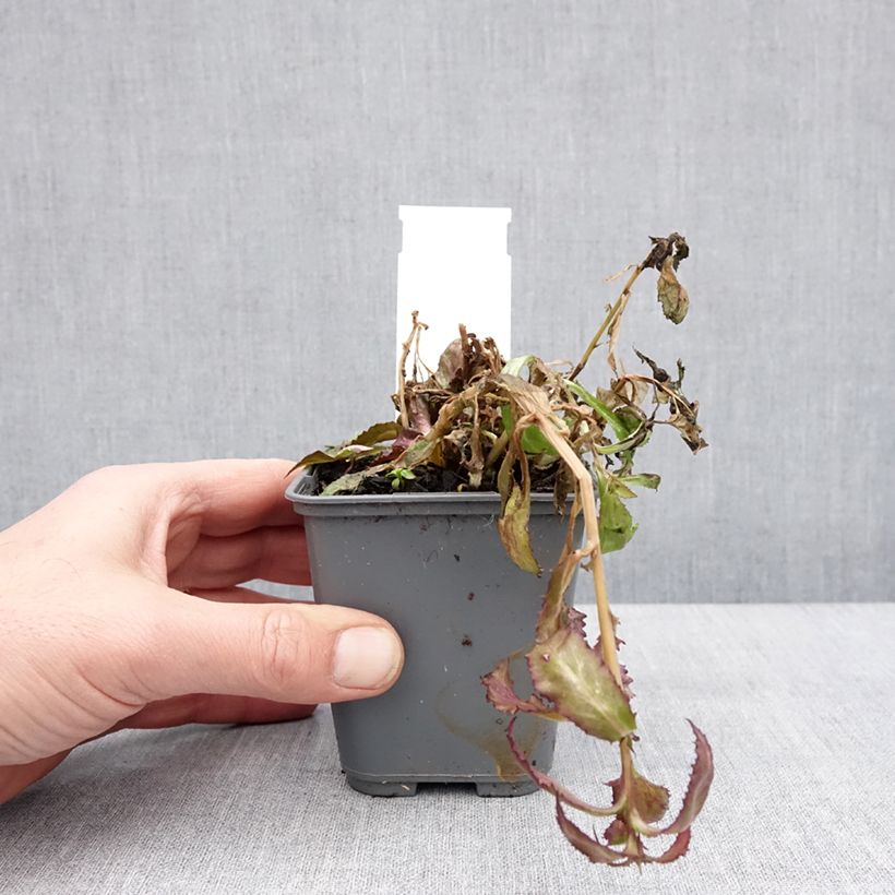 Spécimen de Lobelia speciosa Fan Salmon - Lobélie Godet de 8/9 cm tel que livré en hiver