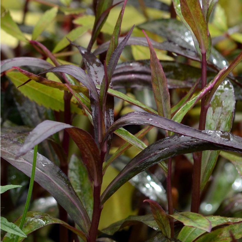 Lobelia speciosa Russian Princess - Lobélie hybride (Feuillage)