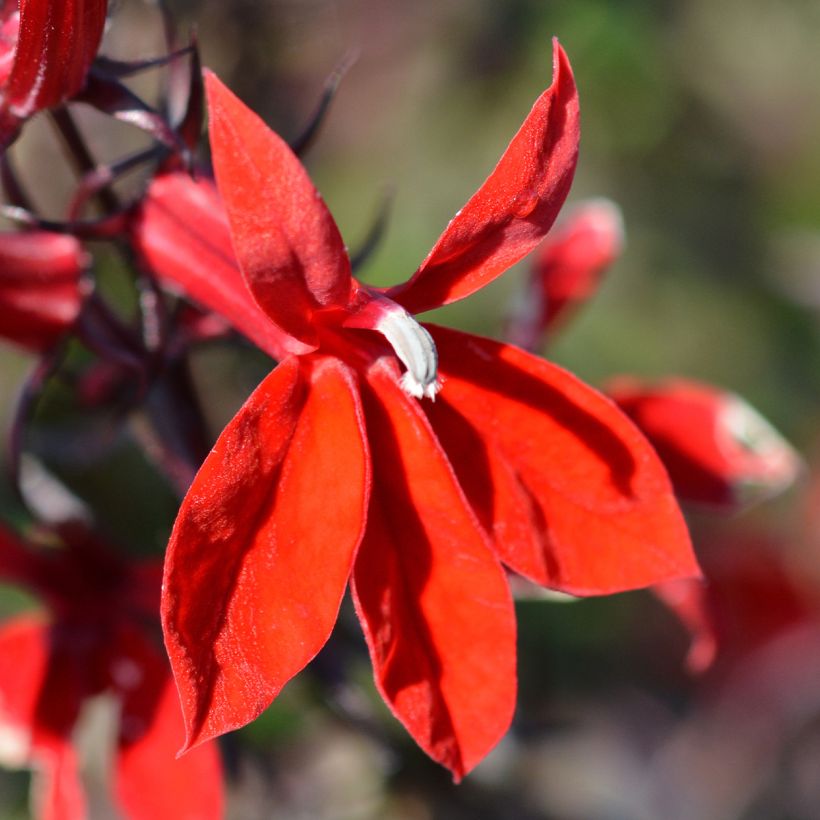 Lobelia speciosa Starship Scarlet (Floraison)