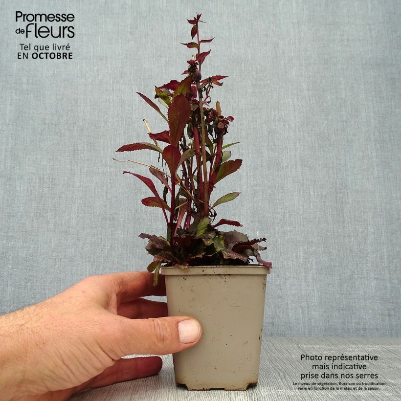 Spécimen de Lobelia speciosa Starship Scarlet Godet de 8/9 cm tel que livré en automne