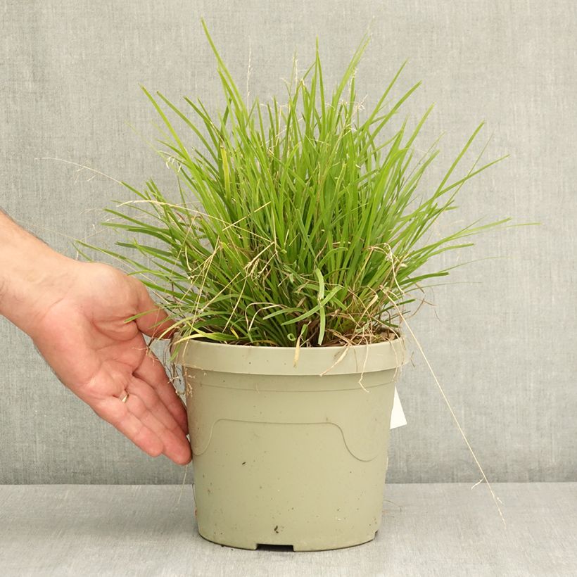 Spécimen de Lomandra longifolia Miner's Gold Pot de 3L/4L tel que livré en été